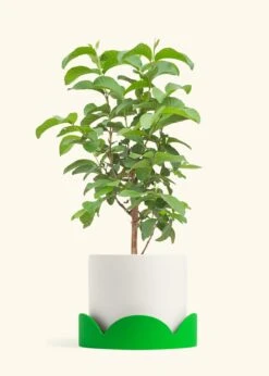 Guava Tree, XL -Home Living Store EDIBLE GUAVA 10 CLASSIC WHITE TRAY GREEN 10 bckgrnd cream