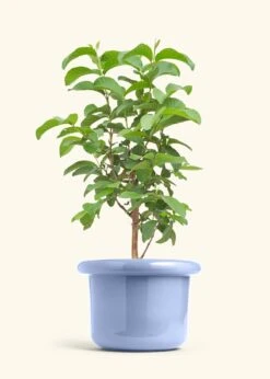 Guava Tree, XL -Home Living Store EDIBLE GUAVA 10 FATLIP BLUE 10 bckgrnd cream