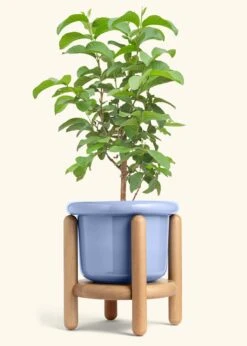 Guava Tree, XL -Home Living Store EDIBLE GUAVA 10 FATLIP BLUE STAND 10 bckgrnd cream