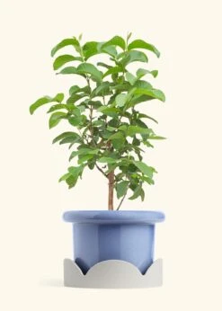 Guava Tree, XL -Home Living Store EDIBLE GUAVA 10 FATLIP BLUE TRAY BEIGE 10 bckgrnd cream