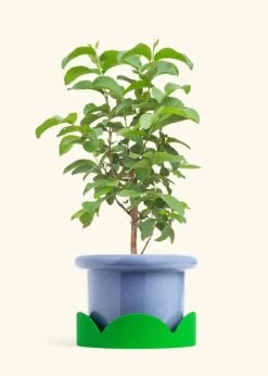 Guava Tree, XL -Home Living Store EDIBLE GUAVA 10 FATLIP BLUE TRAY GREEN 10 bckgrnd cream
