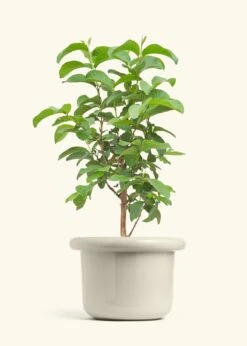 Guava Tree, XL -Home Living Store EDIBLE GUAVA 10 FATLIP OAT 10 bckgrnd cream