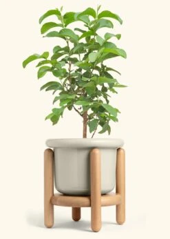 Guava Tree, XL -Home Living Store EDIBLE GUAVA 10 FATLIP OAT STAND 10 bckgrnd cream