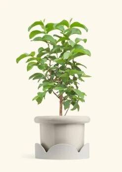 Guava Tree, XL -Home Living Store EDIBLE GUAVA 10 FATLIP OAT TRAY BEIGE 10 bckgrnd cream