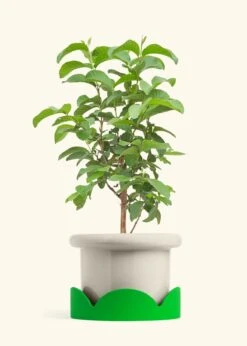 Guava Tree, XL -Home Living Store EDIBLE GUAVA 10 FATLIP OAT TRAY GREEN 10 bckgrnd cream