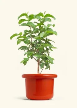 Guava Tree, XL -Home Living Store EDIBLE GUAVA 10 FATLIP RED 10 bckgrnd cream