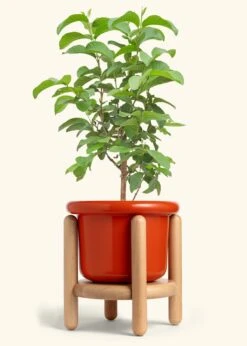 Guava Tree, XL -Home Living Store EDIBLE GUAVA 10 FATLIP RED STAND 10 bckgrnd cream