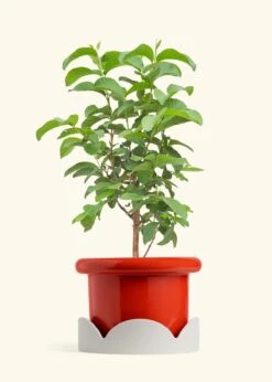 Guava Tree, XL -Home Living Store EDIBLE GUAVA 10 FATLIP RED TRAY BEIGE 10 bckgrnd cream