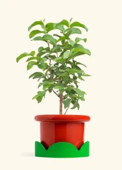 Guava Tree, XL -Home Living Store EDIBLE GUAVA 10 FATLIP RED TRAY GREEN 10 bckgrnd cream