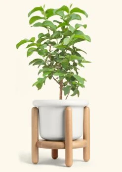 Guava Tree, XL -Home Living Store EDIBLE GUAVA 10 FATLIP WHITE STAND 10 bckgrnd cream
