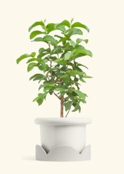 Guava Tree, XL -Home Living Store EDIBLE GUAVA 10 FATLIP WHITE TRAY BEIGE 10 bckgrnd cream