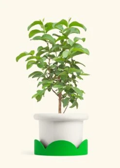 Guava Tree, XL -Home Living Store EDIBLE GUAVA 10 FATLIP WHITE TRAY GREEN 10 bckgrnd cream