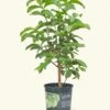 Guava Tree, Large -Home Living Store EDIBLE GUAVA 7 4