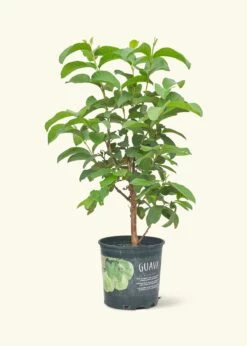 Guava Tree, Large