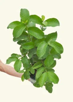 Guava Tree, Large -Home Living Store EDIBLE GUAVA 7 9