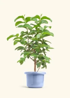 Guava Tree, Large -Home Living Store EDIBLE GUAVA 7 FATLIP BLUE 10 bckgrnd cream