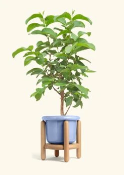 Guava Tree, Large -Home Living Store EDIBLE GUAVA 7 FATLIP BLUE STAND 10 bckgrnd cream