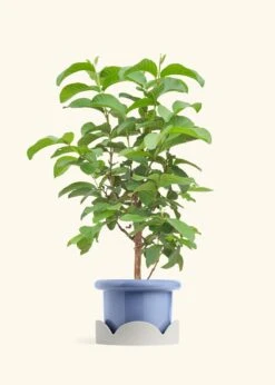 Guava Tree, Large -Home Living Store EDIBLE GUAVA 7 FATLIP BLUE TRAY BEIGE 10 bckgrnd cream