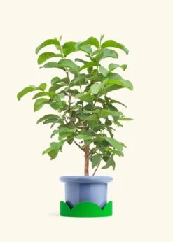 Guava Tree, Large -Home Living Store EDIBLE GUAVA 7 FATLIP BLUE TRAY GREEN 10 bckgrnd cream