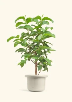 Guava Tree, Large -Home Living Store EDIBLE GUAVA 7 FATLIP OAT 10 bckgrnd cream