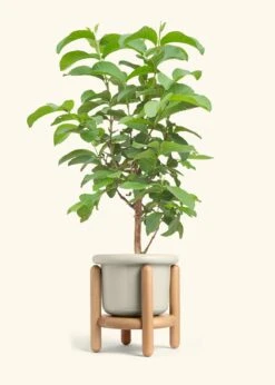 Guava Tree, Large -Home Living Store EDIBLE GUAVA 7 FATLIP OAT STAND 10 bckgrnd cream