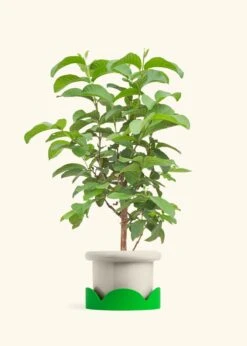Guava Tree, Large -Home Living Store EDIBLE GUAVA 7 FATLIP OAT TRAY GREEN 10 bckgrnd cream