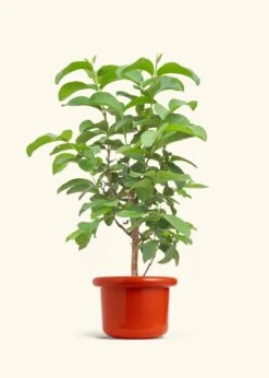 Guava Tree, Large -Home Living Store EDIBLE GUAVA 7 FATLIP RED 10 bckgrnd cream