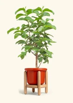 Guava Tree, Large -Home Living Store EDIBLE GUAVA 7 FATLIP RED STAND 10 bckgrnd cream