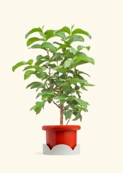 Guava Tree, Large -Home Living Store EDIBLE GUAVA 7 FATLIP RED TRAY BEIGE 10 bckgrnd cream