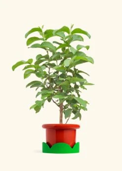 Guava Tree, Large -Home Living Store EDIBLE GUAVA 7 FATLIP RED TRAY GREEN 10 bckgrnd cream