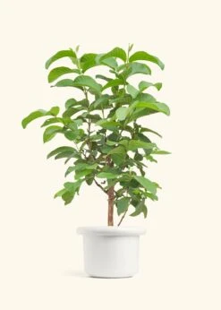Guava Tree, Large -Home Living Store EDIBLE GUAVA 7 FATLIP WHITE 10 bckgrnd cream