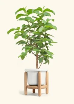 Guava Tree, Large -Home Living Store EDIBLE GUAVA 7 FATLIP WHITE STAND 10 bckgrnd cream