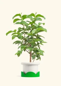 Guava Tree, Large -Home Living Store EDIBLE GUAVA 7 FATLIP WHITE TRAY GREEN 10 bckgrnd cream