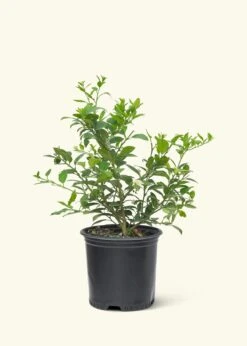 Key Lime Tree, Large