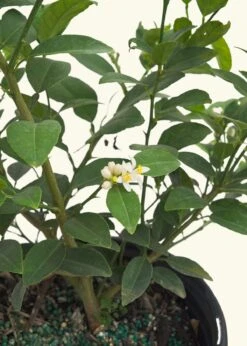 Key Lime Tree, Large -Home Living Store EDIBLE KEYLIME 7 4