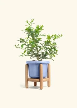 Key Lime Tree, Large -Home Living Store EDIBLE KEYLIME 7 FATLIP BLUE STAND 10 bckgrnd cream