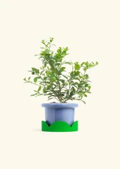 Key Lime Tree, Large -Home Living Store EDIBLE KEYLIME 7 FATLIP BLUE TRAY GREEN 10 bckgrnd cream