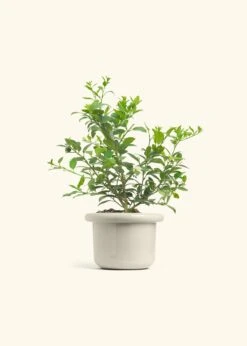 Key Lime Tree, Large -Home Living Store EDIBLE KEYLIME 7 FATLIP OAT 10 bckgrnd cream