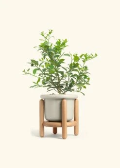 Key Lime Tree, Large -Home Living Store EDIBLE KEYLIME 7 FATLIP OAT STAND 10 bckgrnd cream
