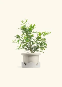 Key Lime Tree, Large -Home Living Store EDIBLE KEYLIME 7 FATLIP OAT TRAY BEIGE 10 bckgrnd cream