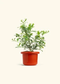 Key Lime Tree, Large -Home Living Store EDIBLE KEYLIME 7 FATLIP RED 10 bckgrnd cream