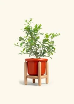 Key Lime Tree, Large -Home Living Store EDIBLE KEYLIME 7 FATLIP RED STAND 10 bckgrnd cream