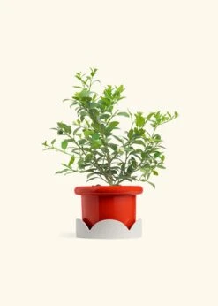 Key Lime Tree, Large -Home Living Store EDIBLE KEYLIME 7 FATLIP RED TRAY BEIGE 10 bckgrnd cream
