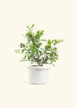 Key Lime Tree, Large -Home Living Store EDIBLE KEYLIME 7 FATLIP WHITE 10 bckgrnd cream