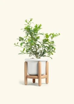 Key Lime Tree, Large -Home Living Store EDIBLE KEYLIME 7 FATLIP WHITE STAND 10 bckgrnd cream
