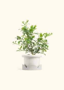 Key Lime Tree, Large -Home Living Store EDIBLE KEYLIME 7 FATLIP WHITE TRAY BEIGE 10 bckgrnd cream