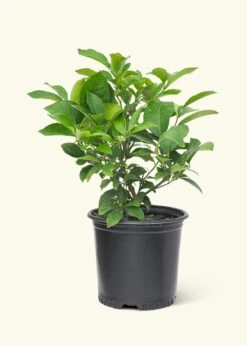 Meyer Lemon Tree, Large