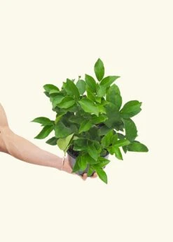 Meyer Lemon Tree, Large -Home Living Store EDIBLE MEYERLEMON 7 3