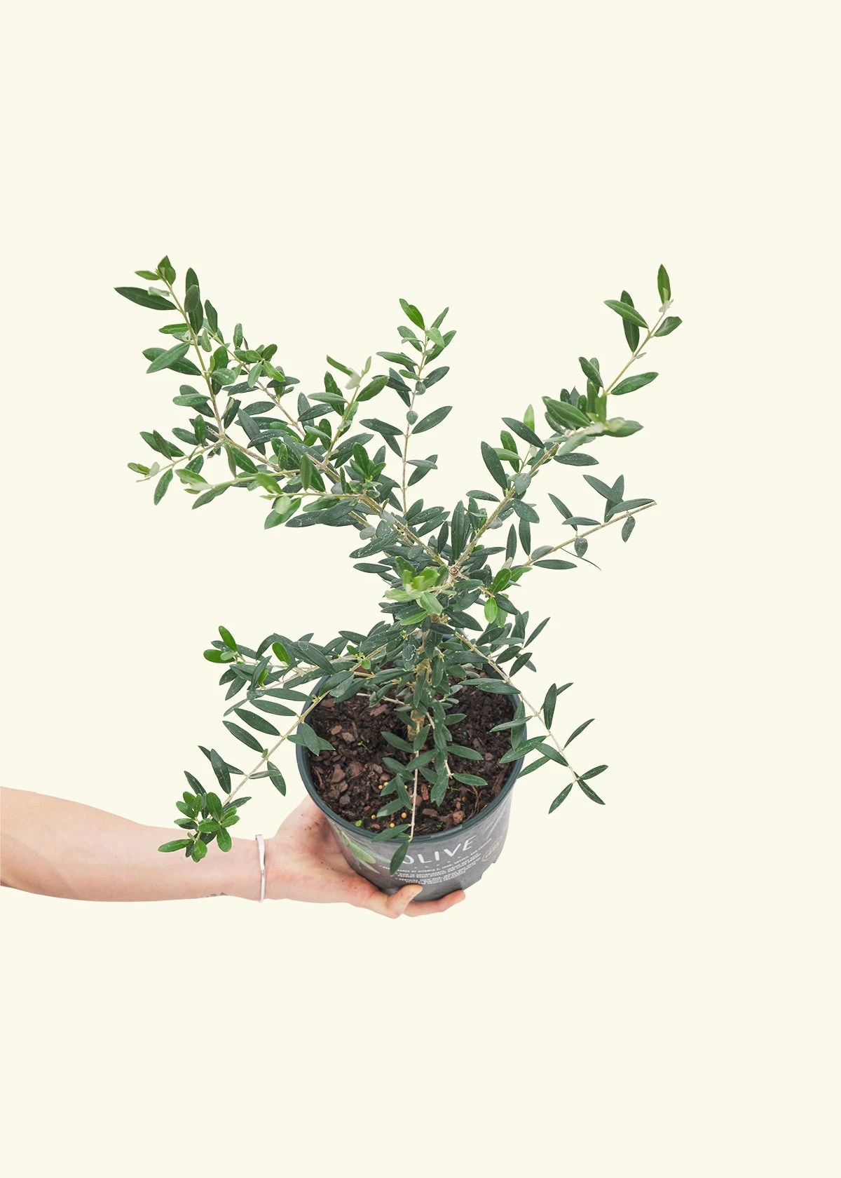 Olive Tree, Large 4 Olive Tree, Large - Image 2