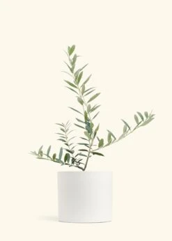 Olive Tree, Large 40 Olive Tree, Large -Home Living Store EDIBLE OLIVE 7 CLASSIC WHITE 10 bckgrnd cream
